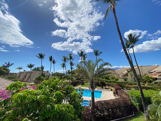 Daytime view from lanai of pool area surrounded by palm trees.